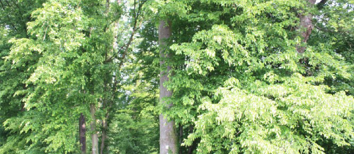 La forêt